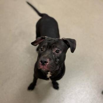 Badger -  Pit Bull Terrier and Mixed Breed Dog for Adoption in Lynchburg, Virginia - Badger | PetCurious