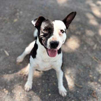 Ayla -  Pit Bull Terrier Dog for Adoption in Sherwood, Oregon - Ayla | PetCurious
