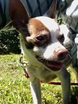 Chockowie -  Chihuahua Dog for Adoption in Vancouver, Washington - Chockowie | PetCurious