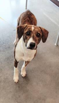 Zola -  Mixed Breed Dog for Adoption in Clarksville, Tennessee - Zola | PetCurious