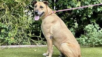 Rescue German Shepherd Dog Dogs for Adoption in Los Angeles, California - Brewster | PetCurious