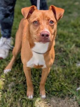 Beauty -  Terrier Dog for Adoption in Gulfport, Mississippi - Beauty | PetCurious