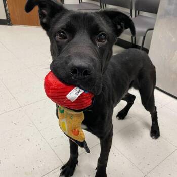 Wiggle Worm -  Mixed Breed Dog for Adoption in Davenport, Iowa - Wiggle Worm | PetCurious