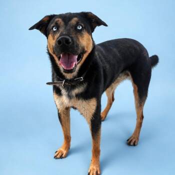 Jackson -  Mixed Breed and Husky Dog for Adoption in Salt Lake City, Utah - Jackson | PetCurious