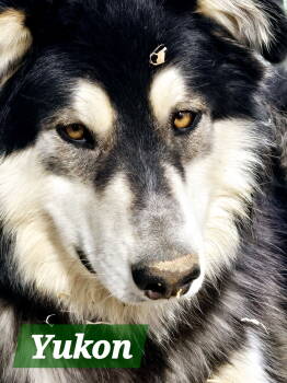 Rescue Alaskan Malamute and Siberian Husky Dogs for Adoption in Seattle, Washington - YUKON | PetCurious