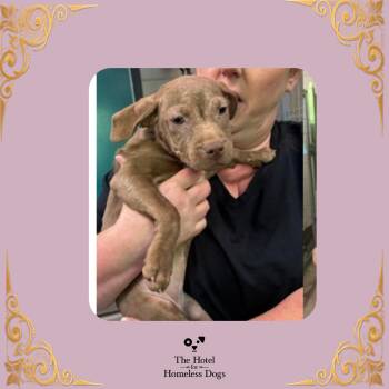 Inge -  Terrier and Mixed Breed Dog for Adoption in Cumberland, Rhode Island - Inge | PetCurious