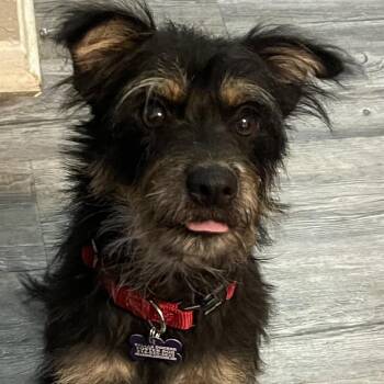 Terrier Dogs Available for Adoption - Homer | PetCurious