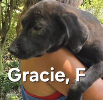 Gracie -  Mixed Breed Dog for Adoption in Parma, Ohio - Gracie | PetCurious