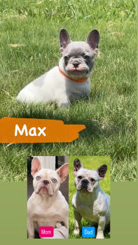 Max -  French Bulldog Dog for Sale in Wills Point, Texas - Max | PetCurious