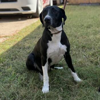 Rescue Great Dane and Black Labrador Retriever Dogs for Adoption in Spring, Texas - Mona | PetCurious