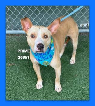 Prime (48) -  Pit Bull Terrier Dog for Adoption in Marietta, Georgia - Prime (48) | PetCurious