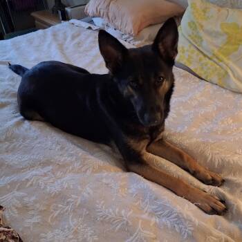 Bella, the Girl Who Never Stopped Hoping -  German Shepherd Dog and Shepherd Dog for Adoption in Houston, Texas - Bella, The Girl Who Never Stopped Hoping | PetCurious