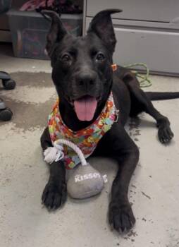 Rescue Australian Kelpie Dogs for Adoption in Sonora, California - Midnight | PetCurious