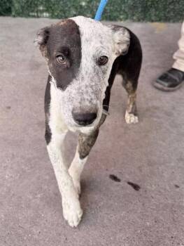 61355072 -  Mixed Breed Dog for Adoption in El Paso, Texas - 61355072 | PetCurious