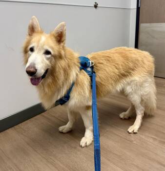 Kato -  Shepherd Dog for Adoption in Denver, Colorado - Kato | PetCurious