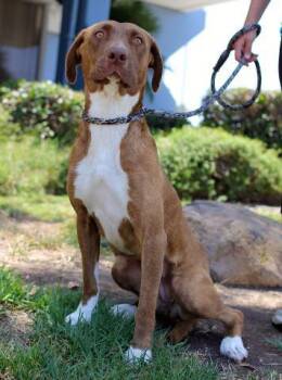 Pit Bull Terrier and Vizsla Dogs Available for Adoption - Palca | PetCurious
