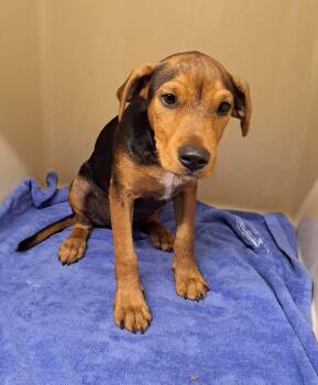 Smokey -  Airedale Terrier and Mixed Breed Dog for Adoption in Cedarburg, Wisconsin - Smokey | PetCurious