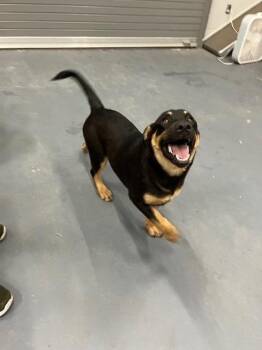 Bounty -  Mixed Breed Dog for Adoption in Mustang, Oklahoma - Bounty | PetCurious