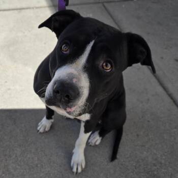 Terrier Dogs Available for Adoption in Butler, Kentucky - Raven | PetCurious