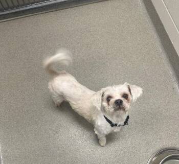 Lhasa Apso and Mixed Breed Dogs Available for Adoption - WINGDINGS | PetCurious