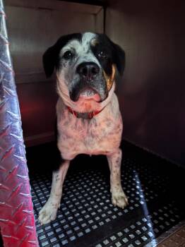 Rescue Mixed Breed Dogs for Adoption in Douglasville, Georgia - Mongoose | PetCurious