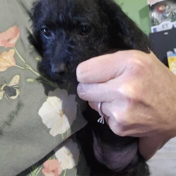 Yorkie Poo Dogs Available for Adoption in Clovis, New Mexico - Nellie | PetCurious