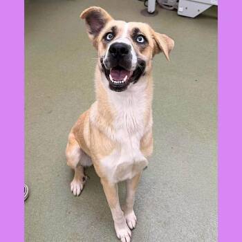 CASSIE -  German Shepherd Dog Dog for Adoption in Atascadero, California - CASSIE | PetCurious