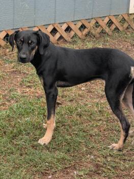 Sabrina -  Doberman Pinscher and Black And Tan Coonhound Dog for Adoption in Baton Rouge, Louisiana - Sabrina | PetCurious