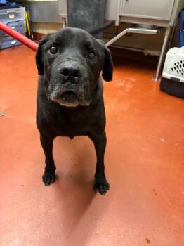 Labrador Retriever Dogs Available for Adoption in Douglasville, Georgia - Josiah | PetCurious