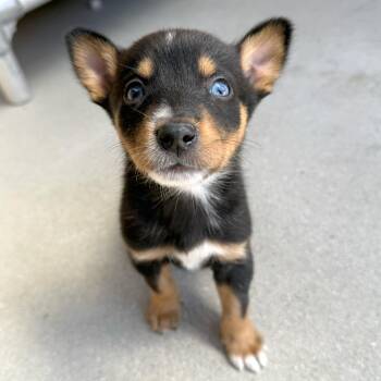 German Shepherd Dog Dogs Available for Adoption in Goleta, California - Beetle | PetCurious