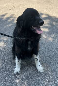 Rescue Newfoundland Dog and Bernese Mountain Dog Dogs for Adoption in Ledyard, Connecticut - Lola | PetCurious