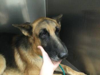 Rescue German Shepherd Dog Dogs for Adoption in Thousand Palms, California - A1881676 | PetCurious