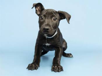 TULIP -  Pit Bull Terrier Dog for Adoption in Phoenix, Arizona - TULIP | PetCurious