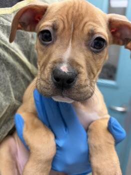 Pit Bull Terrier and Mixed Breed Dogs Available for Adoption - LOBSTER | PetCurious