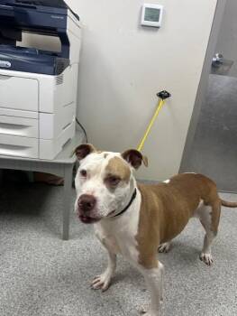 Pointer and Mixed Breed Dogs Available for Adoption - CHERRY | PetCurious