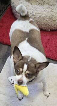 Chihuahua and Terrier Dogs Available for Adoption in Momence, Illinois - Taco | PetCurious