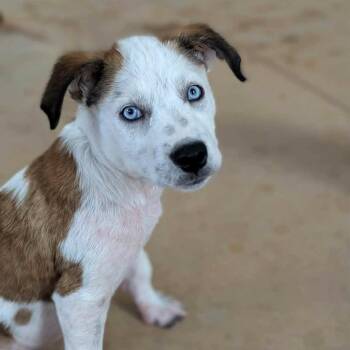 Blue Bonnet -  Australian Shepherd and Cattle Dog Dog for Adoption in Helena, Alabama - Blue Bonnet | PetCurious
