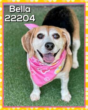 BELLA -  Beagle Dog for Adoption in Marietta, Georgia - BELLA | PetCurious