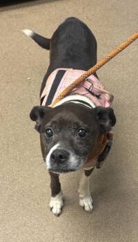 Lorca -  Mixed Breed Dog for Adoption in Chamblee, Georgia - Lorca | PetCurious