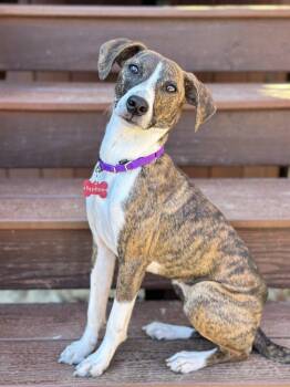 Hound and Terrier Dogs Available for Adoption - Daphne | PetCurious