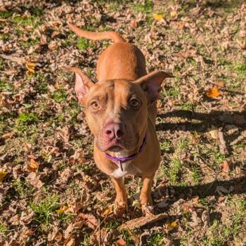 Coco -  Pit Bull Terrier Dog for Adoption in Reisterstown, Maryland - Coco | PetCurious