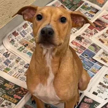 Ash -  Terrier Dog for Adoption in Washington, District Of Columbia - Ash | PetCurious