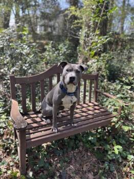 Rescue Mixed Breed Dogs for Adoption in Chamblee, Georgia - Tracker - IN FOSTER | PetCurious