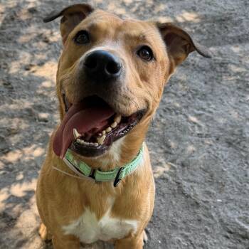 Archie -  Mixed Breed Dog for Adoption in Brookhaven, New York - Archie | PetCurious