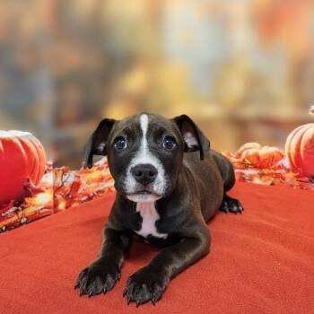 Deena -  Pit Bull Terrier and Mixed Breed Dog for Adoption in Griswold, Connecticut - Deena | PetCurious