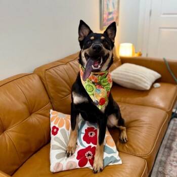 German Shepherd Dog and Australian Kelpie Dogs Available for Adoption - Rocky A Ball-loving Good Time | PetCurious