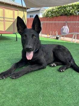 Susi -  German Shepherd Dog Dog for Adoption in Burbank, California - Susi | PetCurious