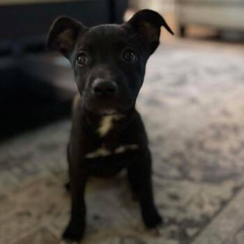 Rescue Mixed Breed Dogs for Adoption in Wando, South Carolina - Poppy | PetCurious