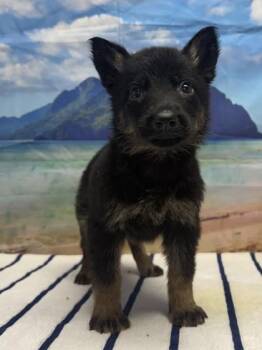 Fire -  Shepherd and Mixed Breed Dog for Adoption in San Antonio, Texas - Fire | PetCurious