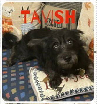 Rescue Dachshund Dogs for Adoption in Ellijay, Georgia - Tavish | PetCurious